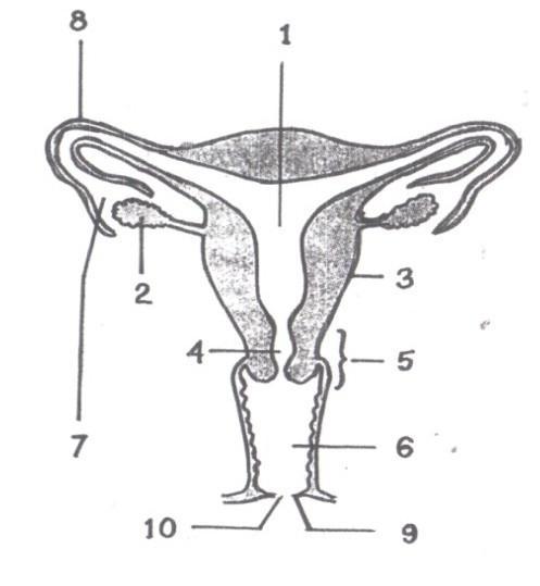 Detail Gambar Alat Reproduksi Wanita Nomer 54