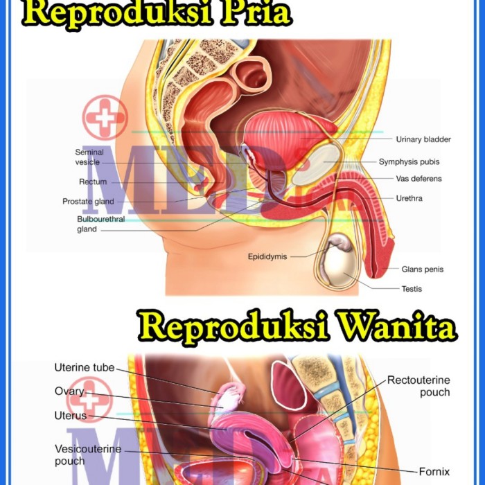 Detail Gambar Alat Reproduksi Wanita Dan Pria Nomer 27