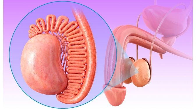 Detail Gambar Alat Reproduksi Wanita Dan Pria Nomer 47