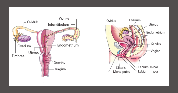 Detail Gambar Alat Reproduksi Wanita Dan Pria Nomer 50