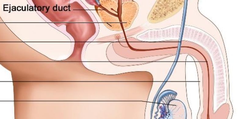 Detail Gambar Alat Reproduksi Wanita Tampak Depan Nomer 43