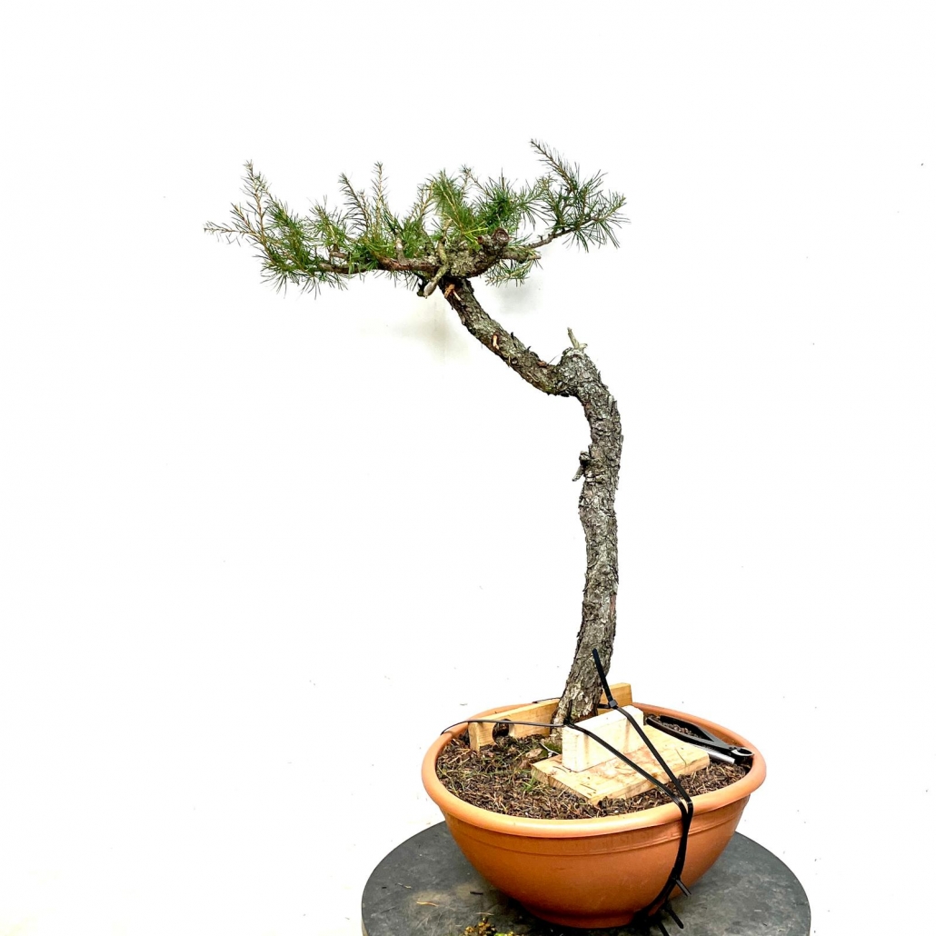 Detail Acer Palmatum Shishigashira Bonsai Nomer 14