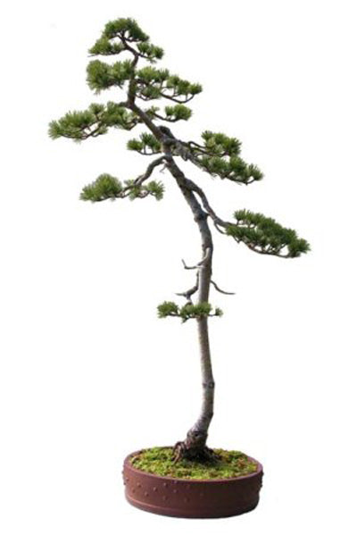 Detail Acer Palmatum Shishigashira Bonsai Nomer 16