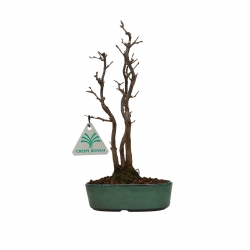 Detail Acer Palmatum Shishigashira Bonsai Nomer 24