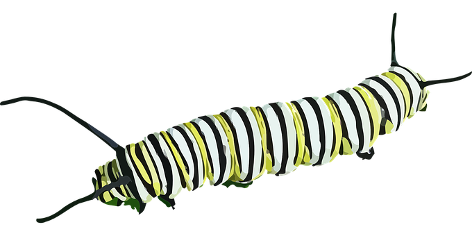 Caterpillar Insekt - KibrisPDR