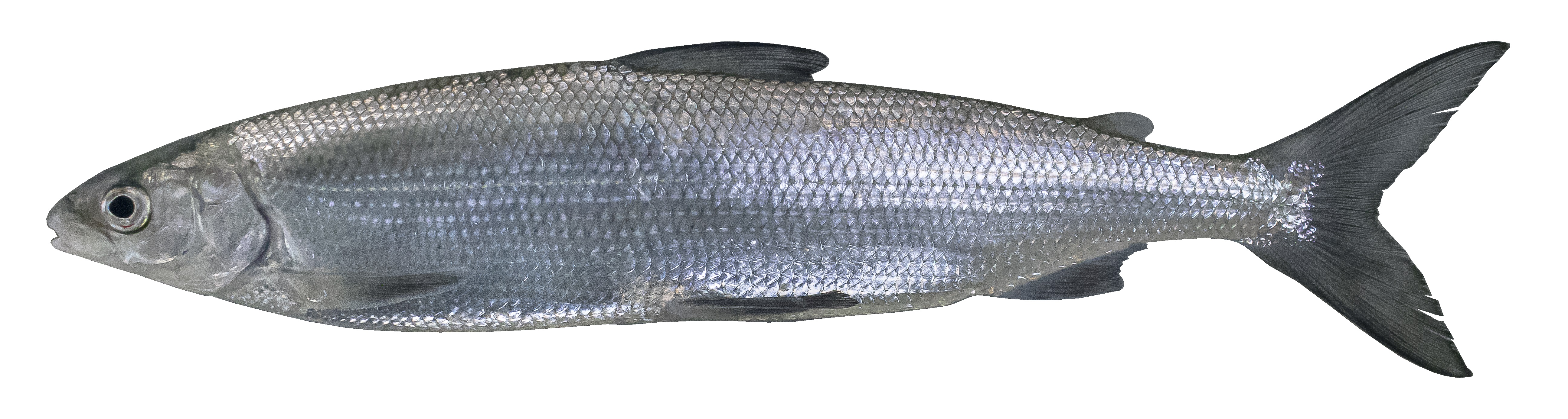 Detail Flacher Fisch Nomer 3