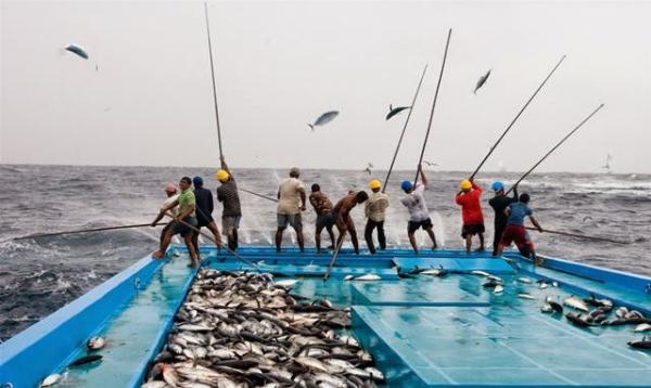 Detail Gambar Alat Tangkap Ikan Ramah Lingkungan Nomer 19