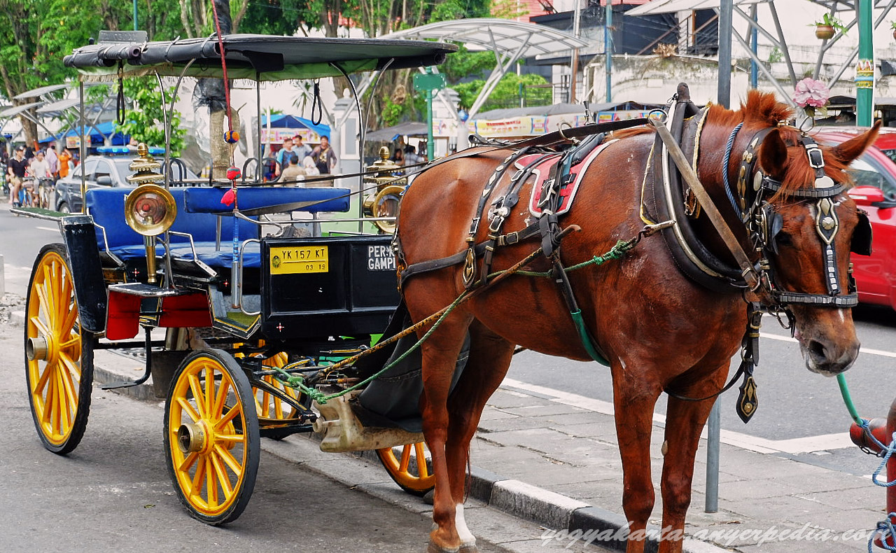 Detail Gambar Alat Transportasi Tradisional Nomer 2