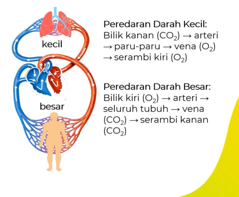 Detail Gambar Aliran Darah Nomer 20