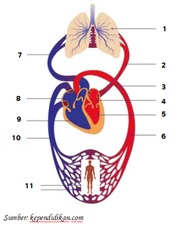 Detail Gambar Aliran Darah Nomer 27