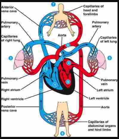 Detail Gambar Aliran Darah Nomer 36