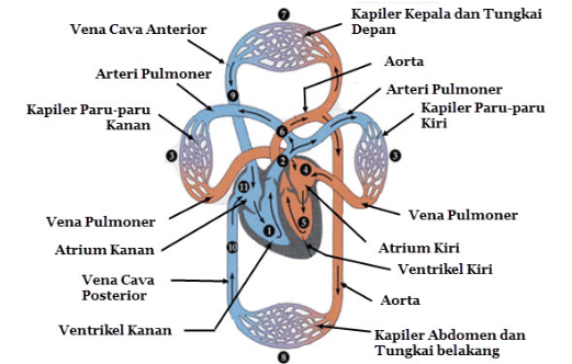 Detail Gambar Aliran Darah Nomer 38