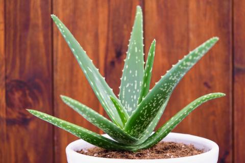 Detail Gambar Aloe Vera Nomer 17