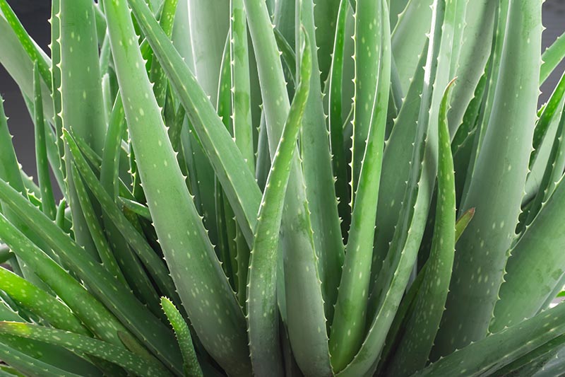 Detail Gambar Aloe Vera Nomer 22