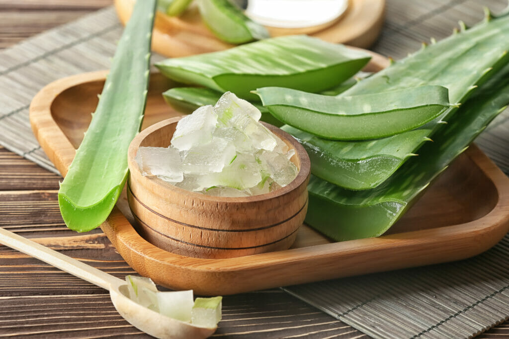 Detail Gambar Aloe Vera Nomer 27