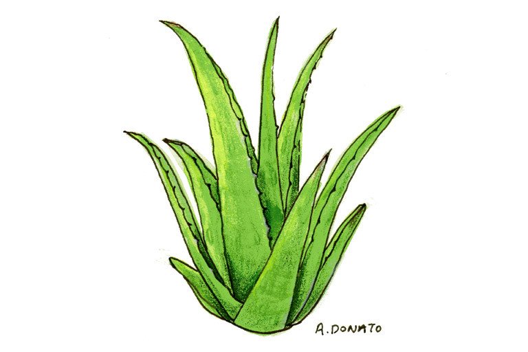 Detail Gambar Aloe Vera Nomer 31