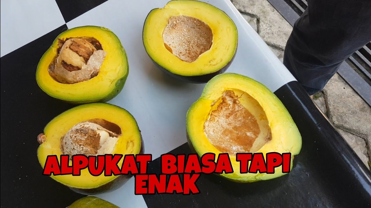 Detail Gambar Alpukat Biasa Nomer 46