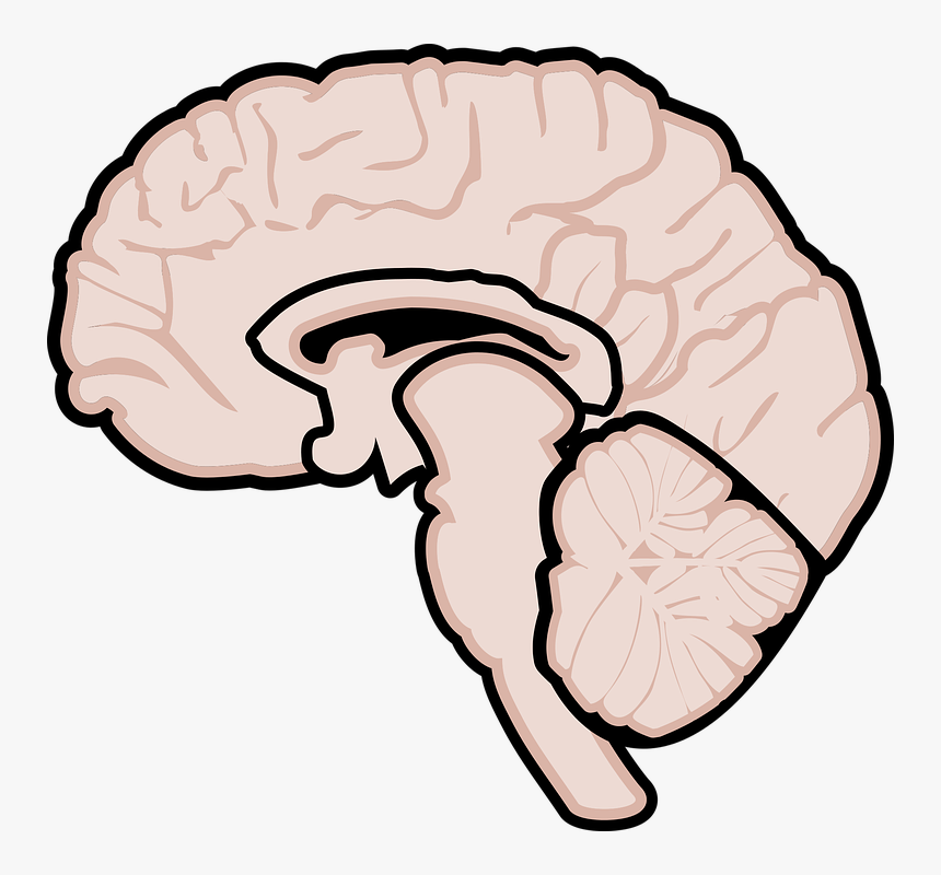 Detail Gehirn Symbol Nomer 9
