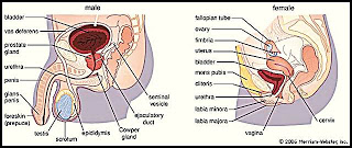 Detail Gambar Amenore Primer Gambar Penyakit Kriptorkidisme Nomer 6