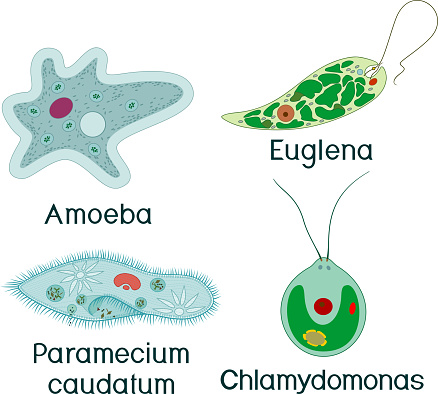 Gambar Amoeba Dan Paramecium - KibrisPDR