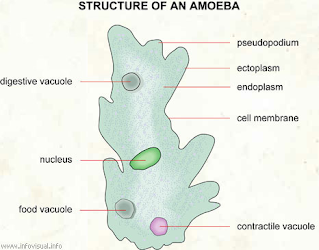 Detail Gambar Amoeba Dan Paramecium Nomer 20