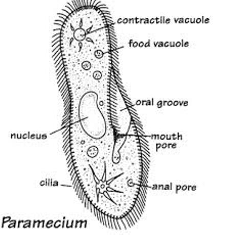 Detail Gambar Amoeba Dan Paramecium Nomer 22