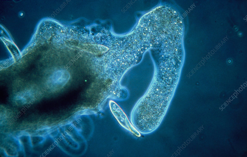 Detail Gambar Amoeba Dan Paramecium Nomer 23