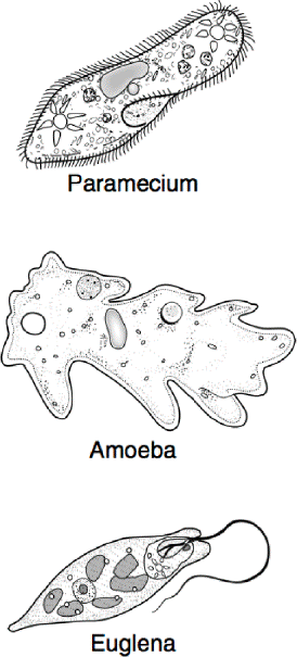 Detail Gambar Amoeba Dan Paramecium Nomer 24