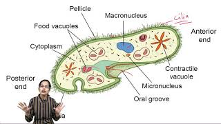 Detail Gambar Amoeba Dan Paramecium Nomer 28
