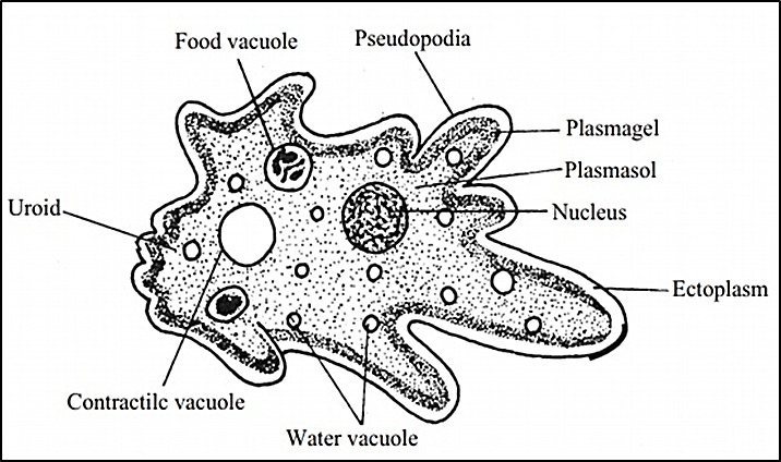 Detail Gambar Amoeba Dan Paramecium Nomer 29