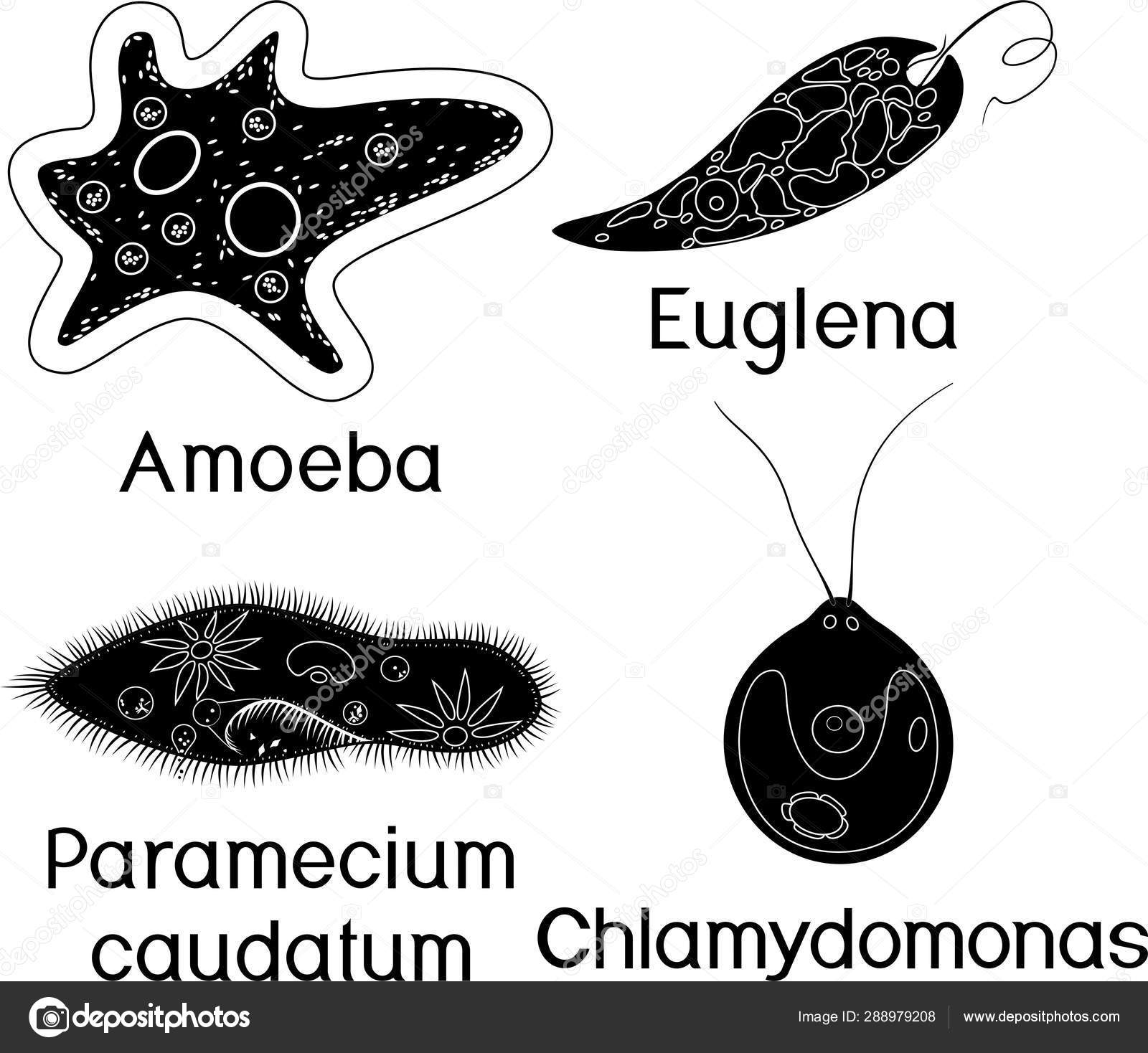 Detail Gambar Amoeba Dan Paramecium Nomer 35