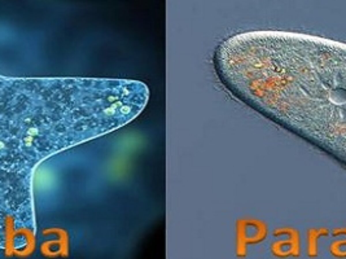 Detail Gambar Amoeba Dan Paramecium Nomer 45