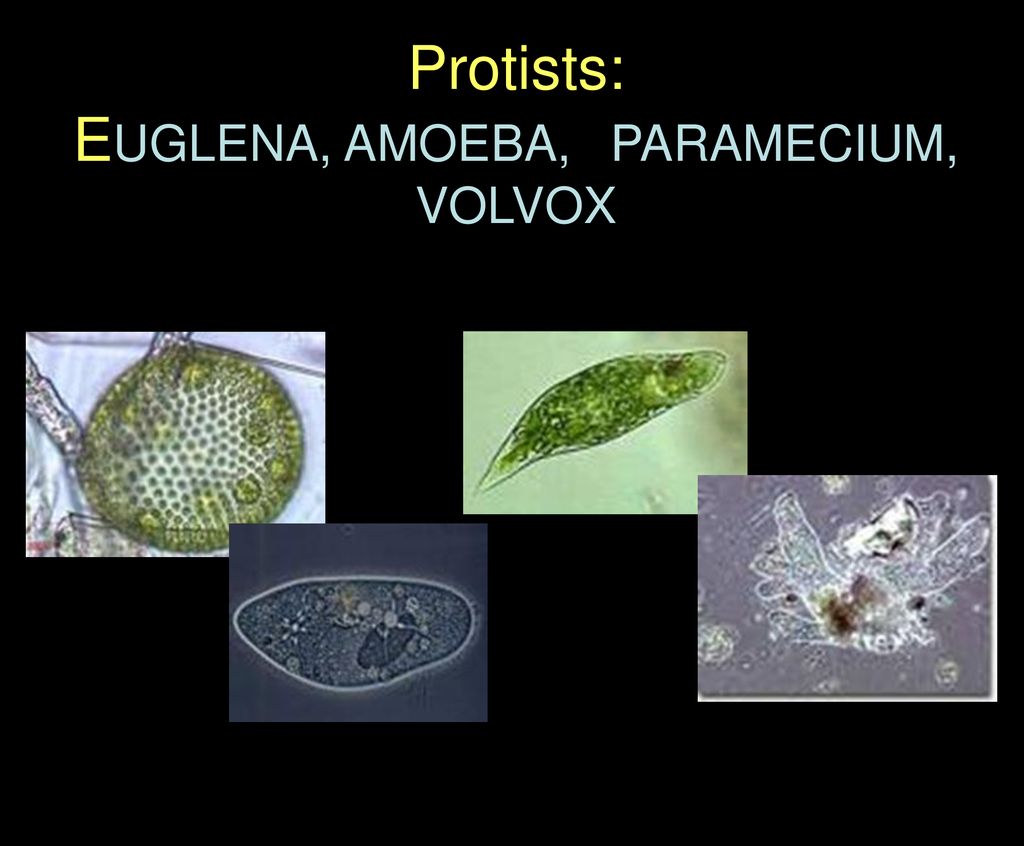 Detail Gambar Amoeba Dan Paramecium Nomer 49