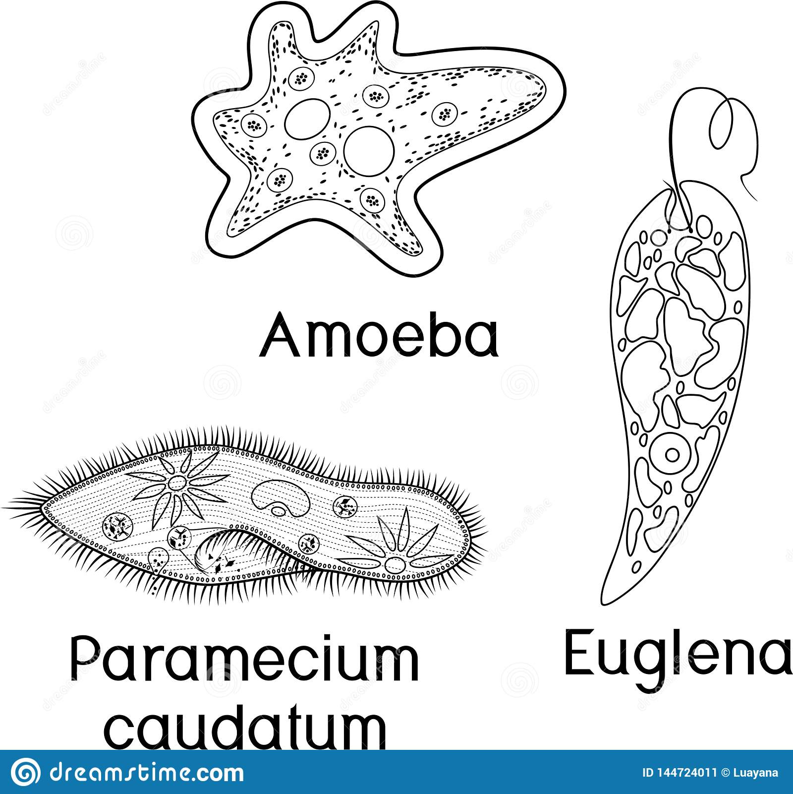 Detail Gambar Amoeba Dan Paramecium Nomer 7