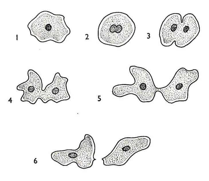 Detail Gambar Amoeba Membelah Diri Nomer 15