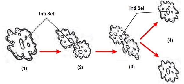 Detail Gambar Amoeba Membelah Diri Nomer 19