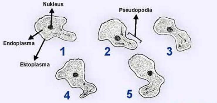 Detail Gambar Amoeba Membelah Diri Nomer 3