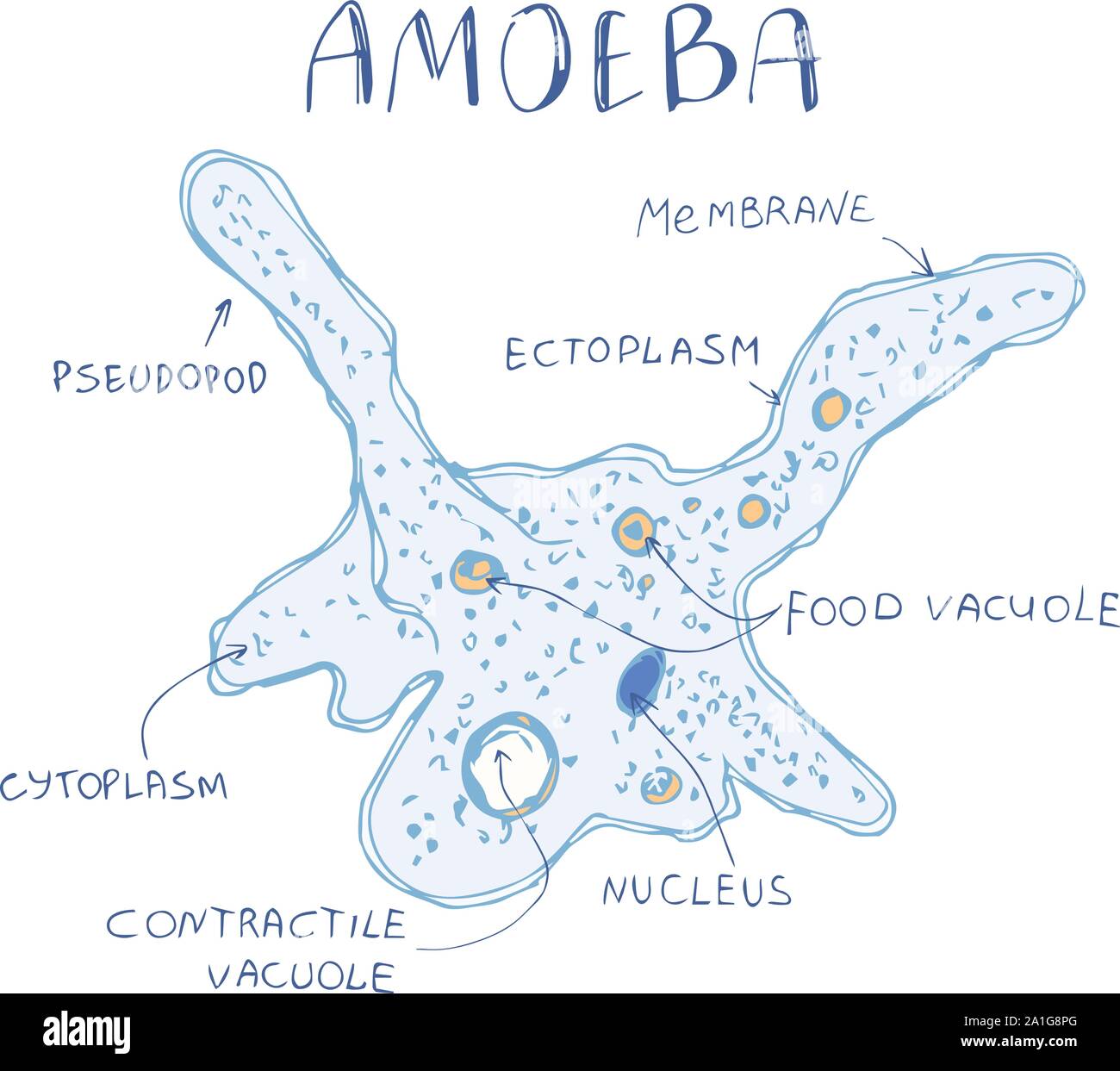 Gambar Amoeba Proteus - KibrisPDR