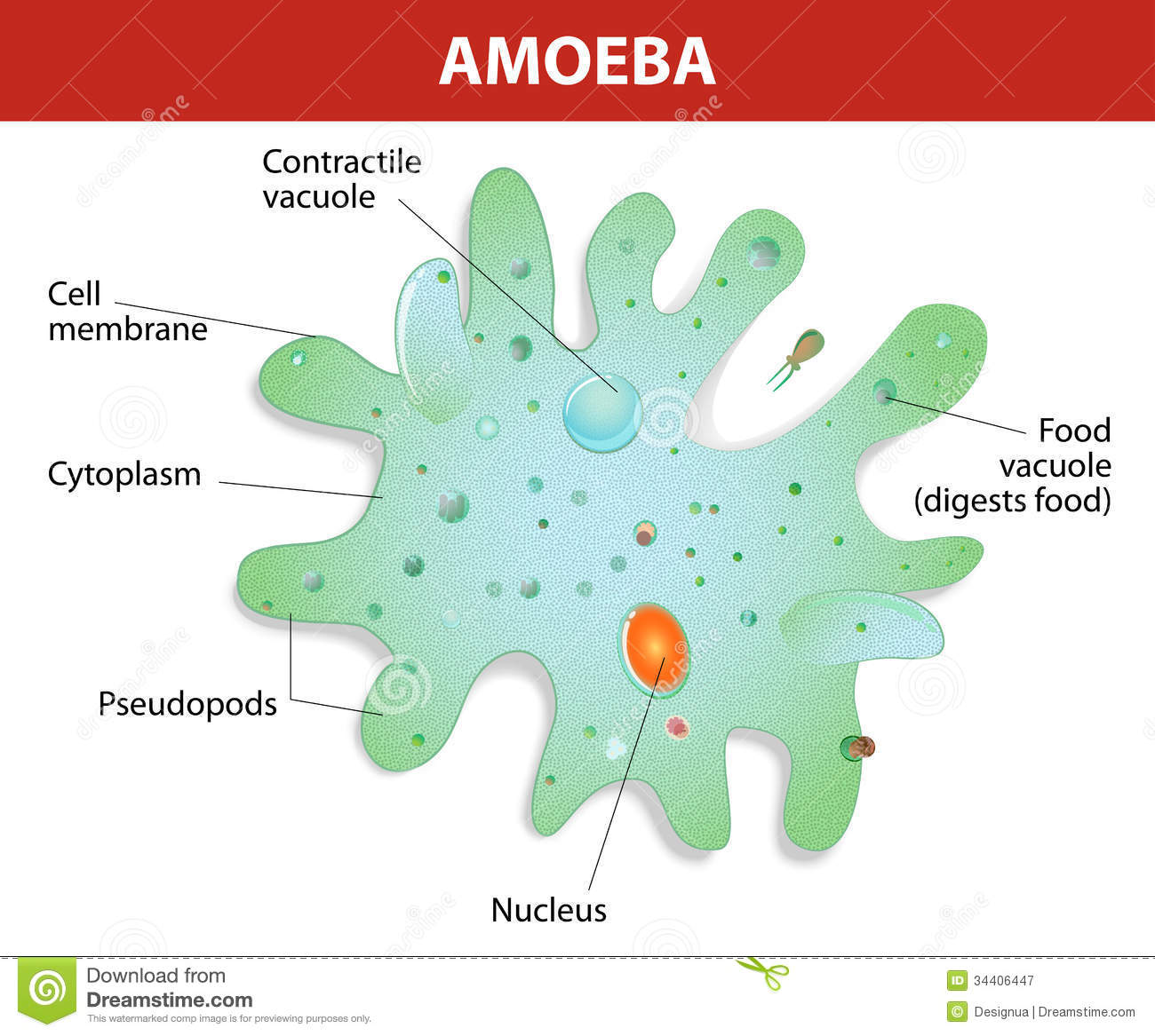 Detail Gambar Amoeba Proteus Nomer 16