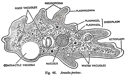 Detail Gambar Amoeba Proteus Nomer 22