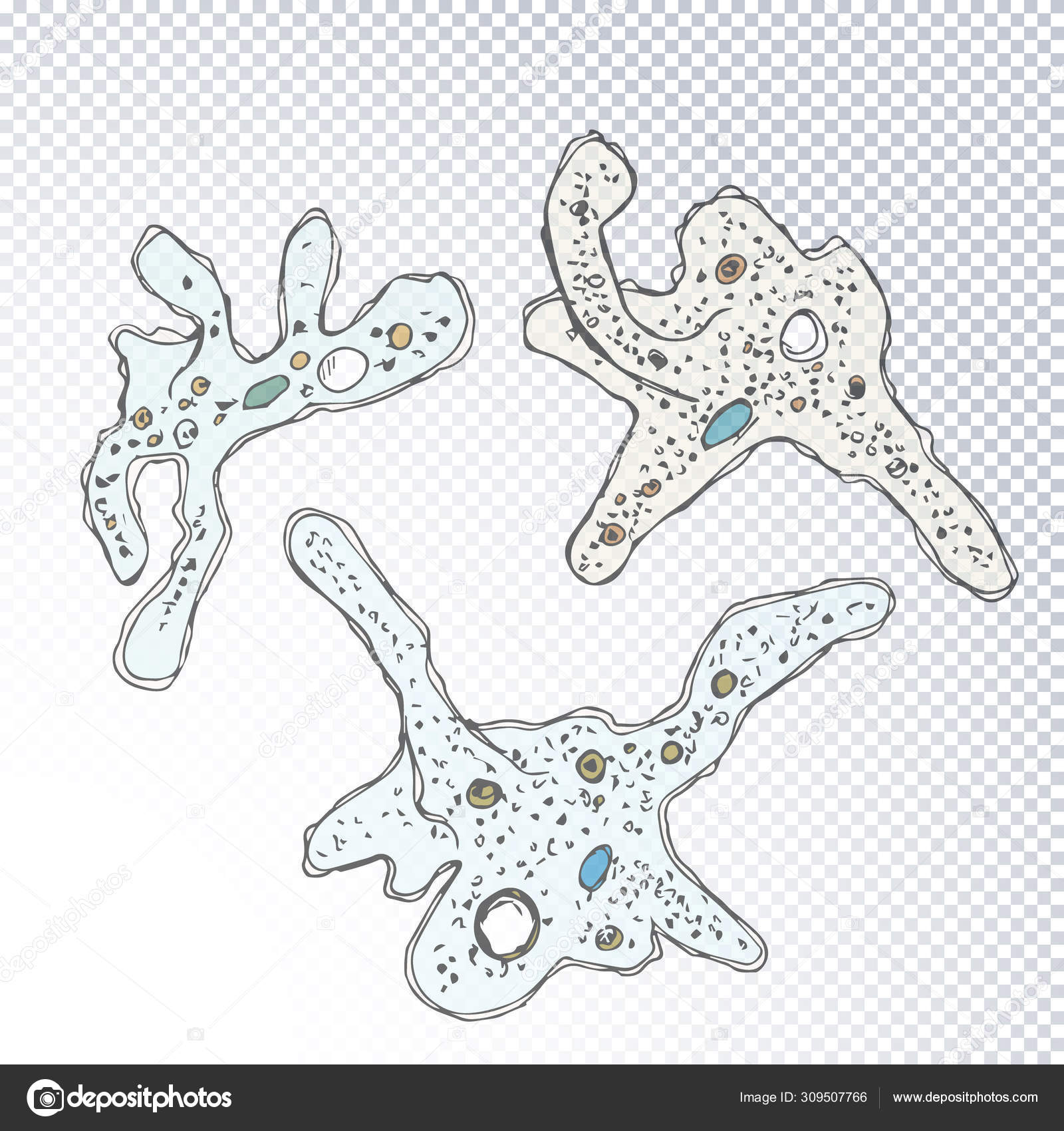 Detail Gambar Amoeba Proteus Nomer 25