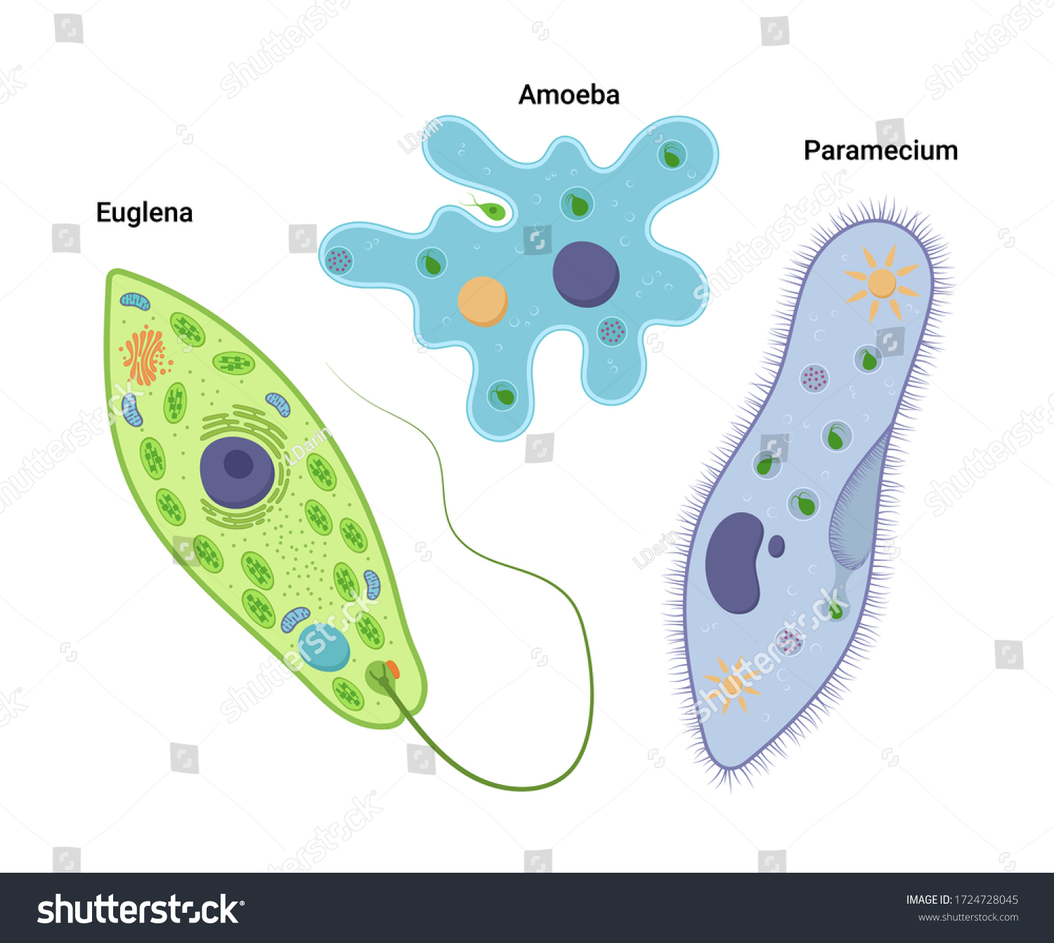 Detail Gambar Amoeba Proteus Nomer 35