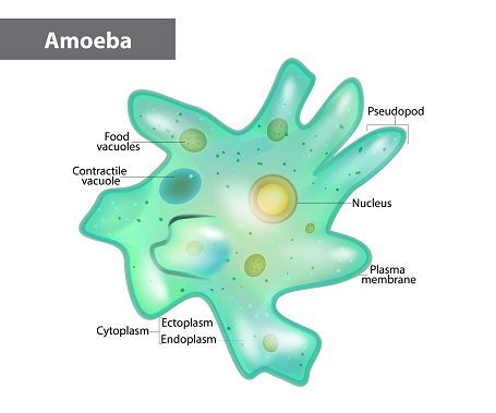 Detail Gambar Amoeba Proteus Nomer 5