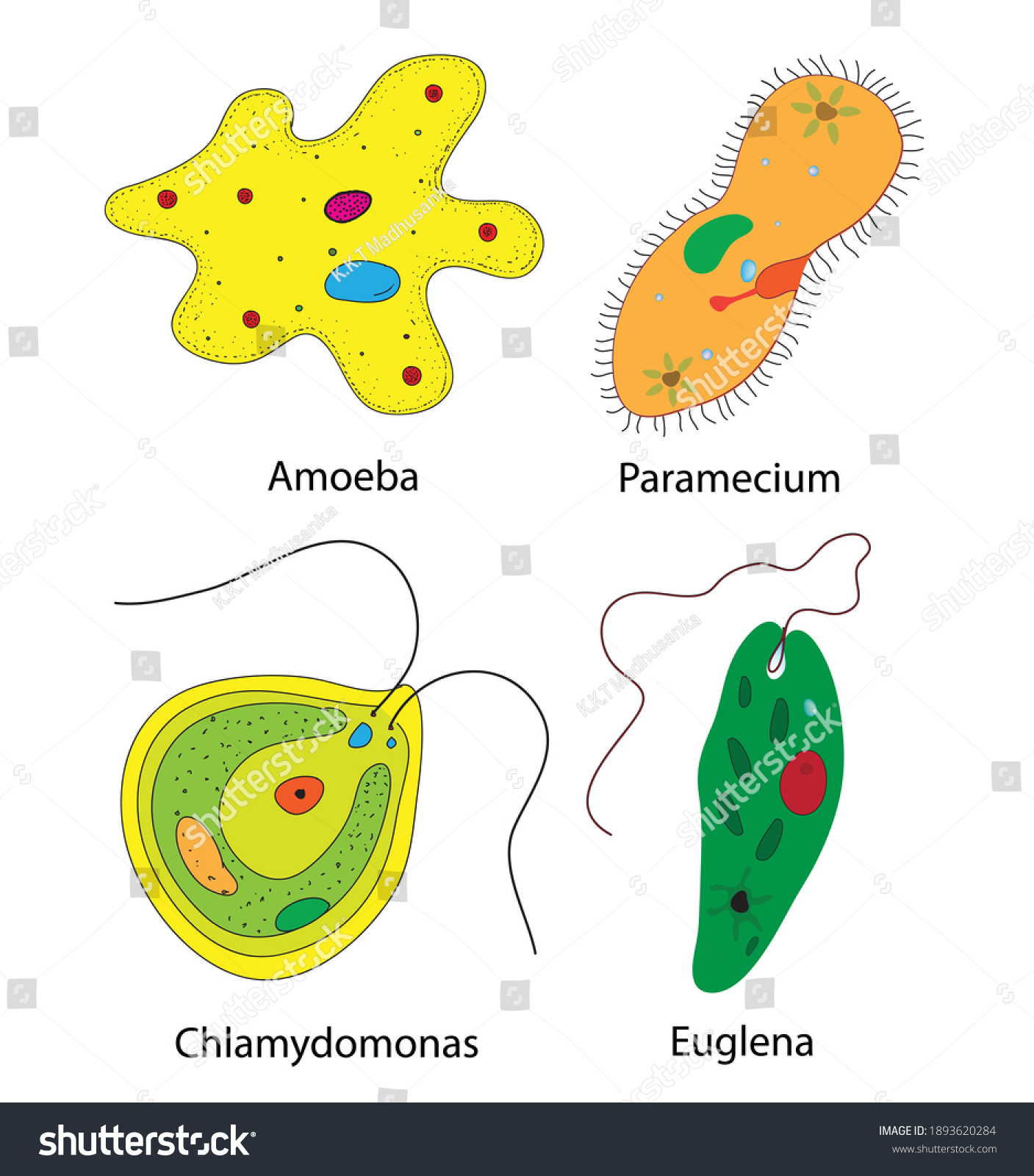 Detail Gambar Amoeba Proteus Nomer 44