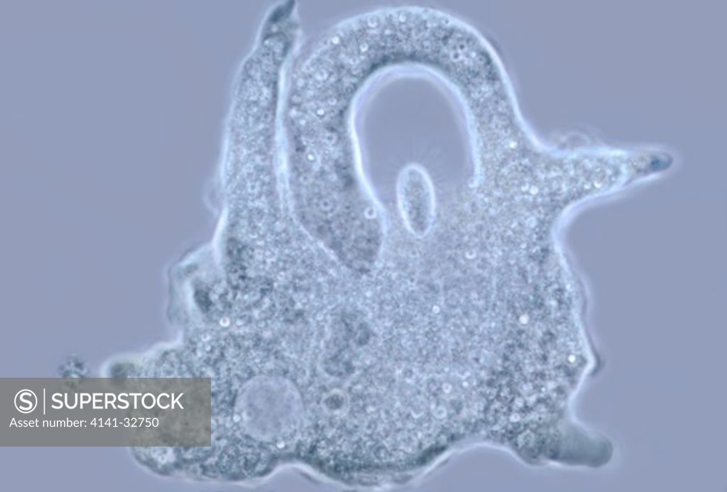 Detail Gambar Amoeba Proteus Koleksi Nomer 51