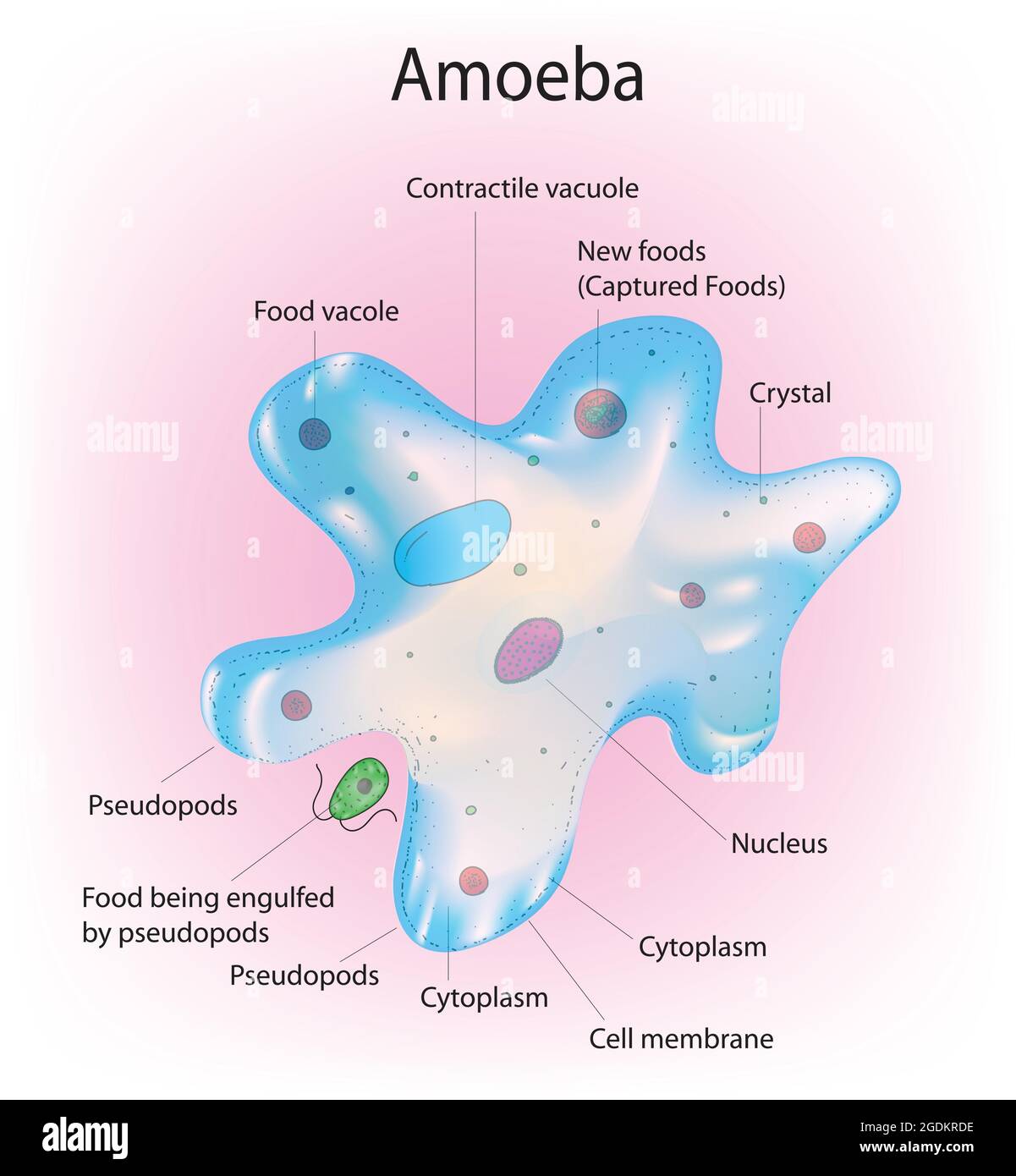 Detail Gambar Amoeba Proteus Nomer 9