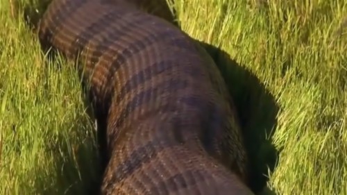 Detail Gambar Anaconda Nomer 16