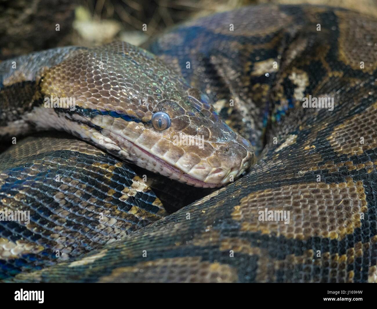 Detail Gambar Anaconda Nomer 20