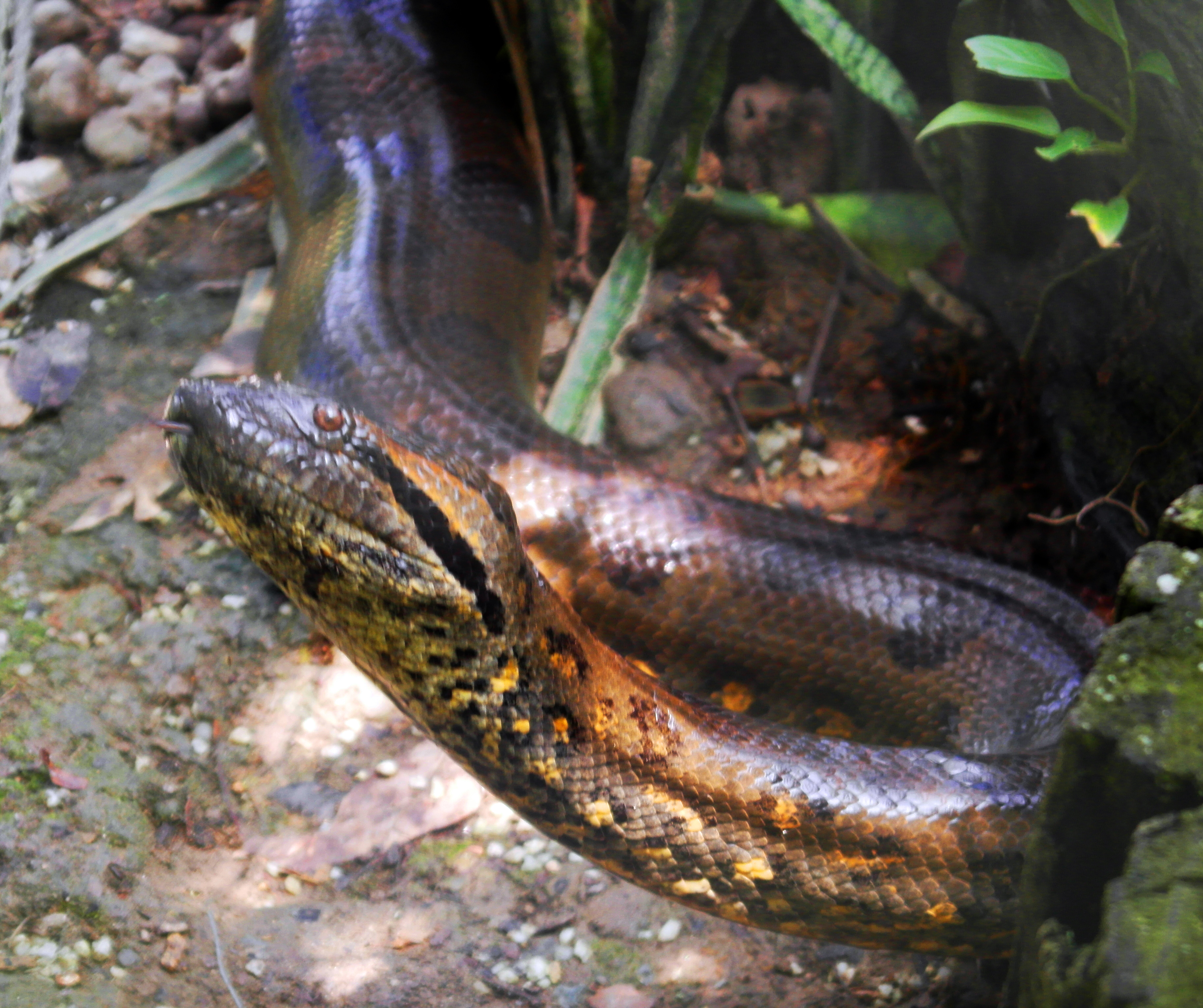 Detail Gambar Anaconda Nomer 38