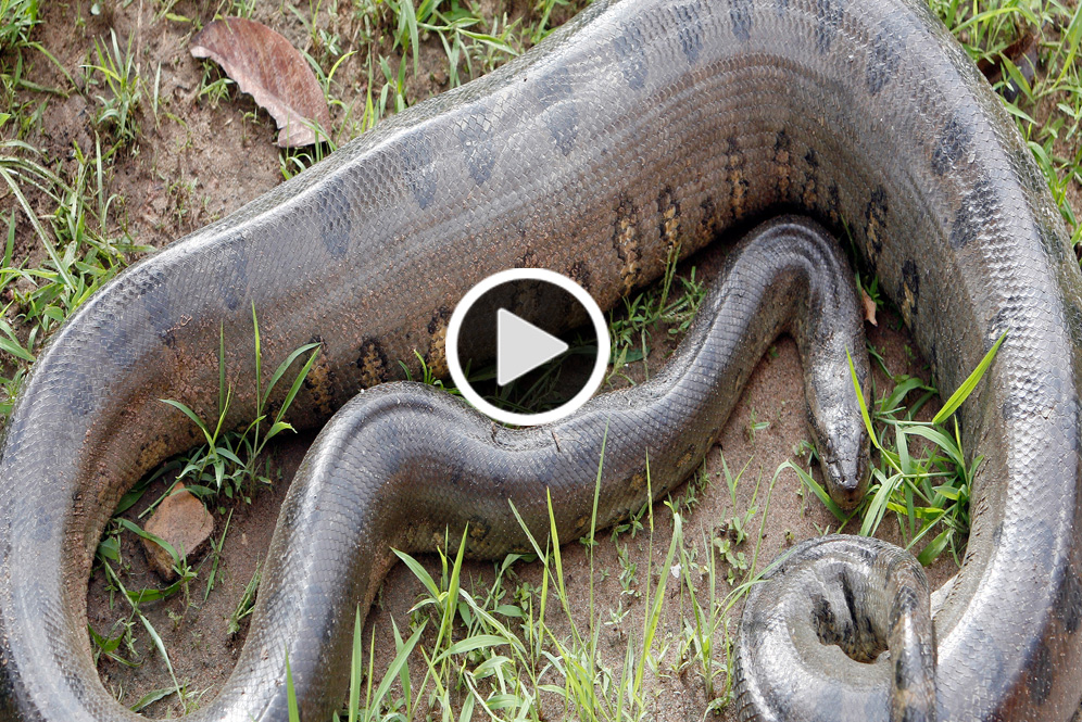 Detail Gambar Anaconda Terbesar Nomer 24